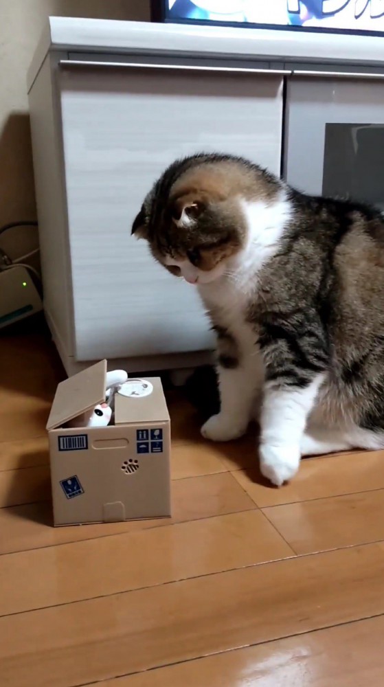 見つめ合う猫と猫のオモチャ