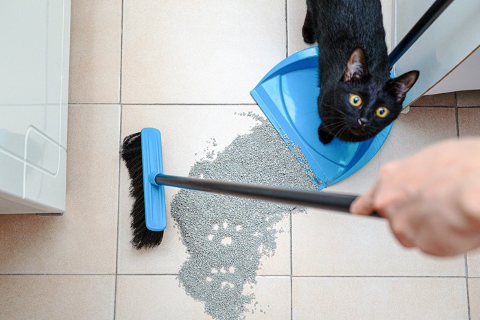 散らばった猫砂を掃除するのを見つめる猫