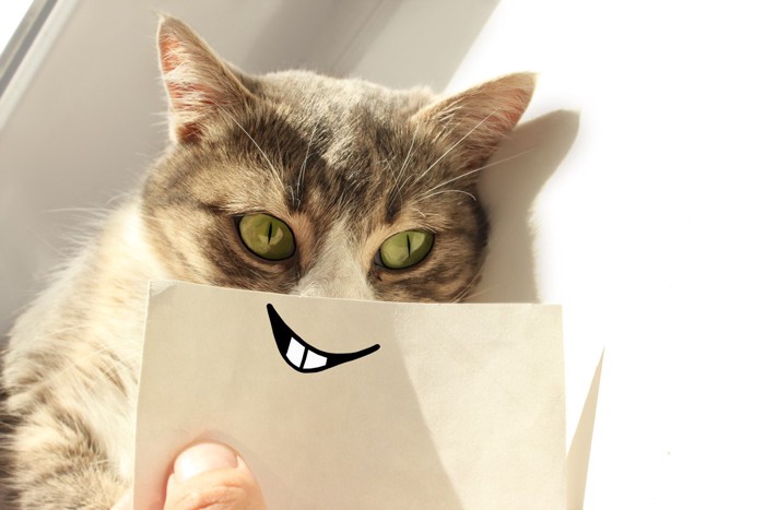 ほくそ笑む猫