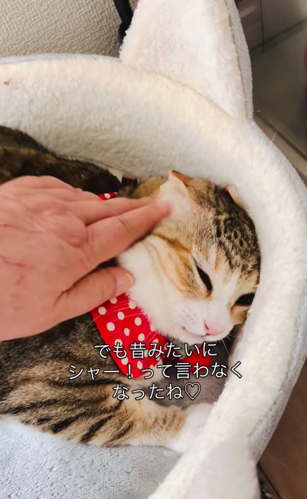顔周りを撫でられる猫