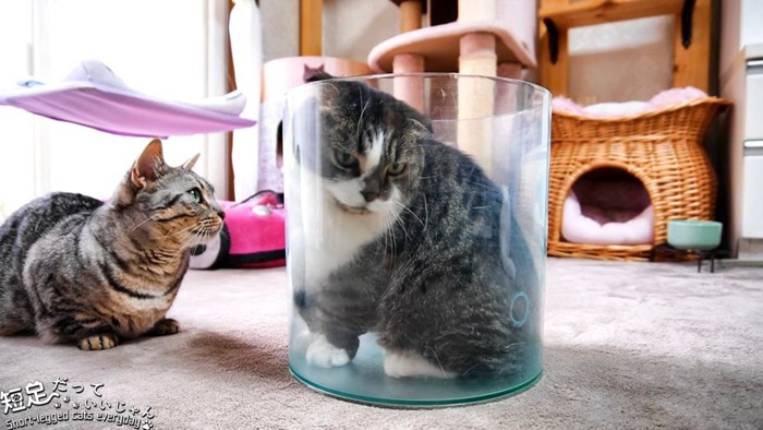 水槽に入る猫ととなりに座る縞模様の猫