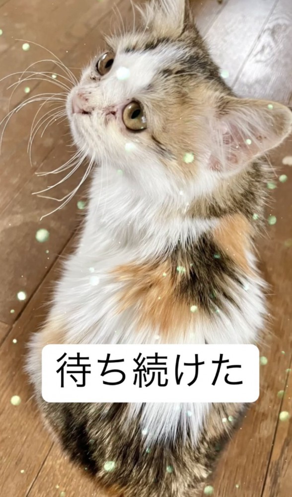 座る子猫