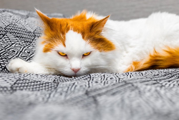睨んでいる猫