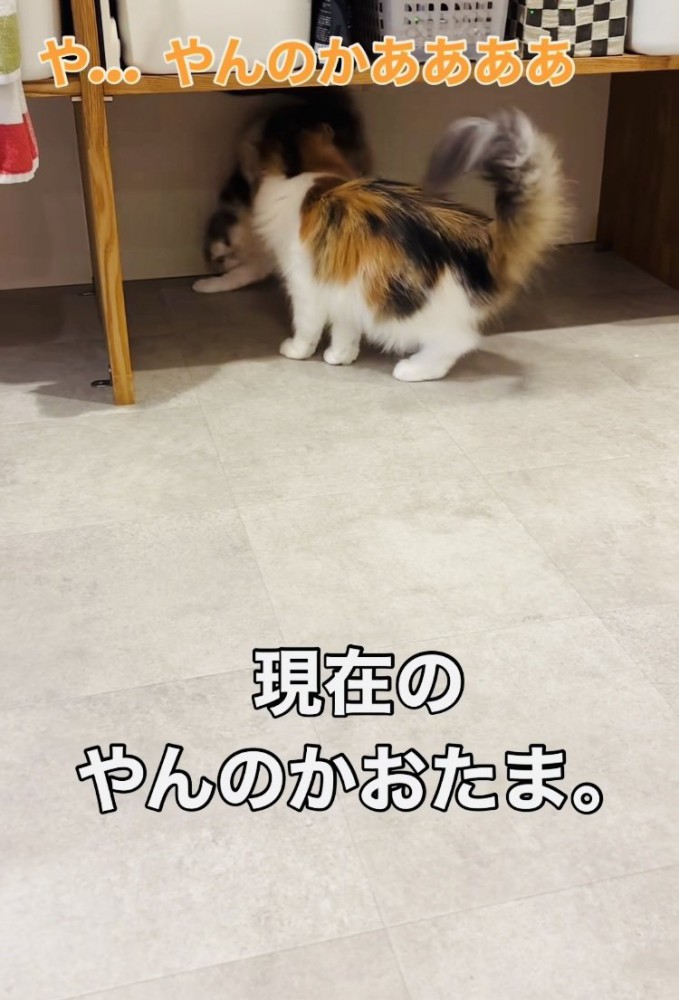 姉猫にニャンプロを挑みながら後ずさる妹猫