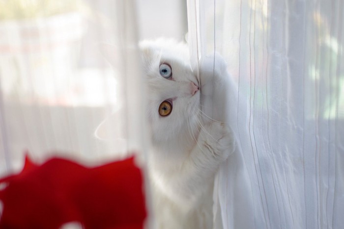 カーテンにかみつく猫