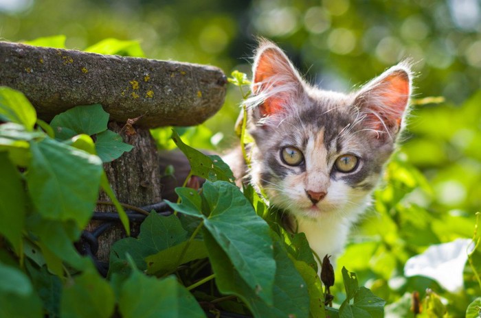 野外の猫