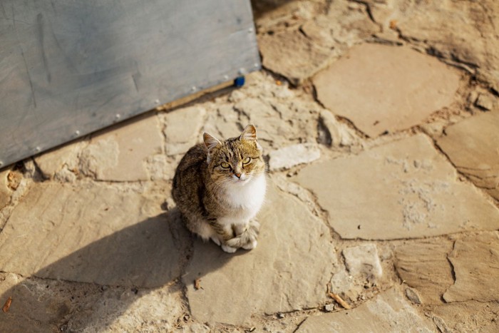 座って見上げる猫