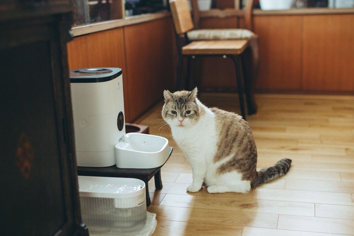 猫と自動給餌器