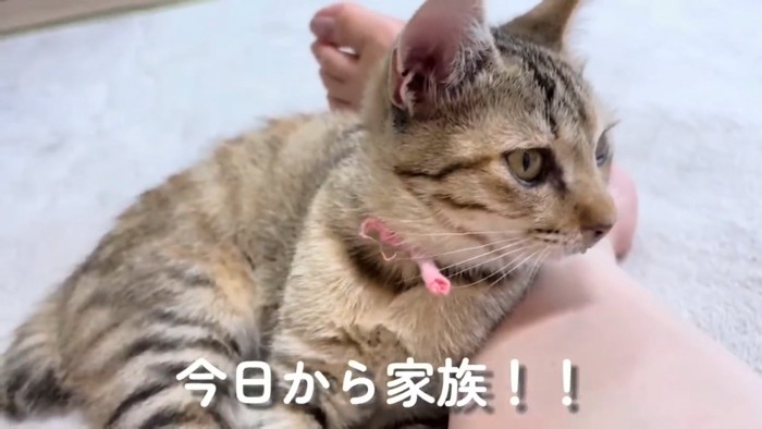 人の足によりかかる子猫