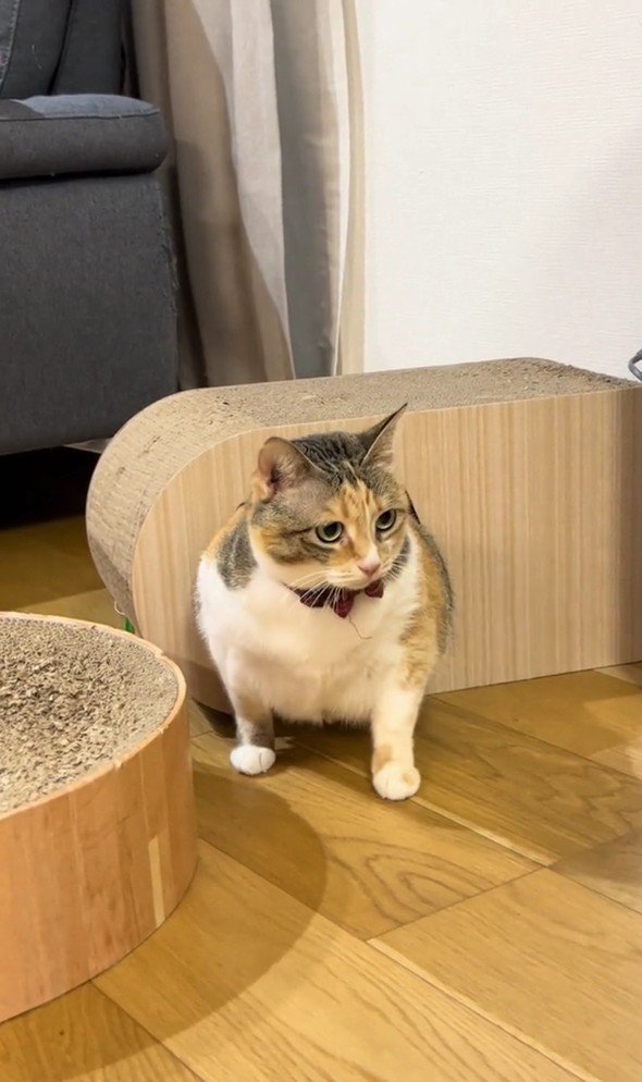 キャットハウスから出てくるラフちゃん
