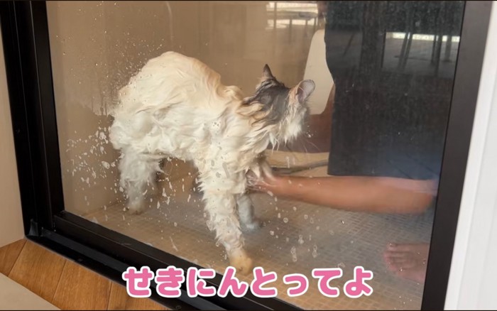 細い猫