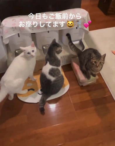 仲良くご飯待ちする3匹の猫