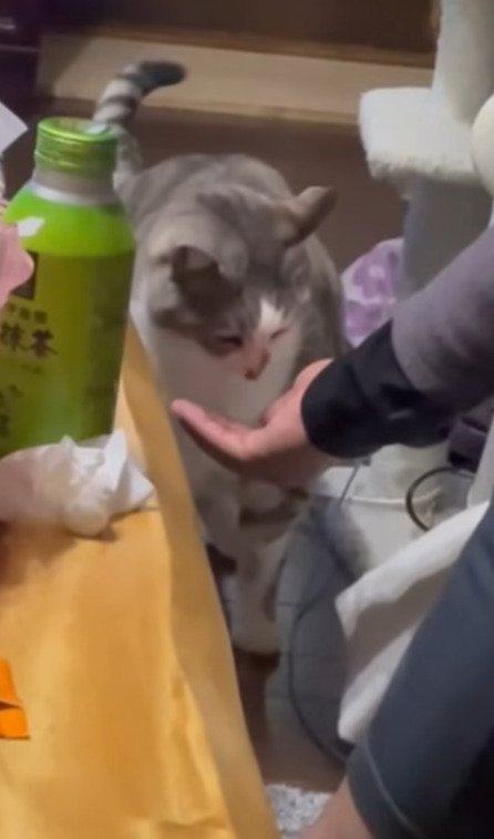 餌のない飼い主の手をみる猫