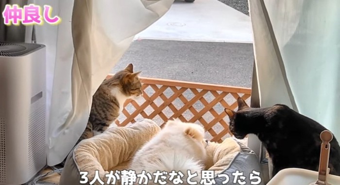 外を眺める猫