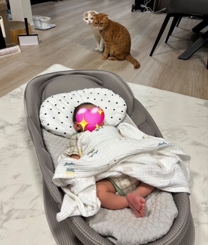赤ちゃんを見る2匹の猫