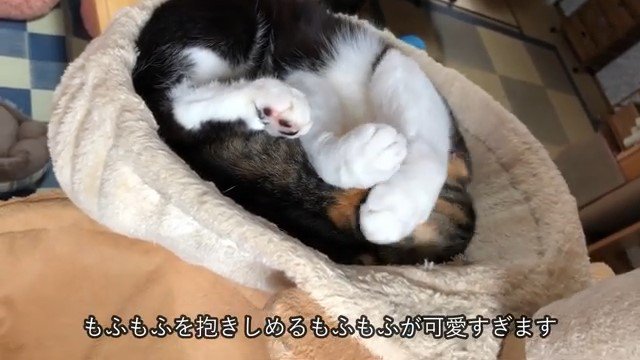 子猫を抱きしめる猫