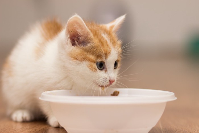 ご飯を食べる子猫