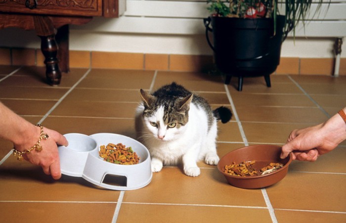 2つの食事を出されている猫