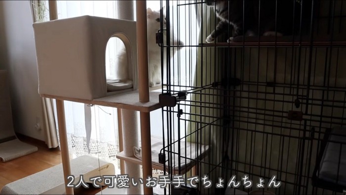 ケージ越しに手を出してじゃれ合う2頭の猫