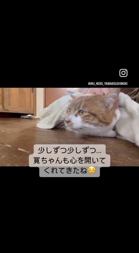 撫でられる猫