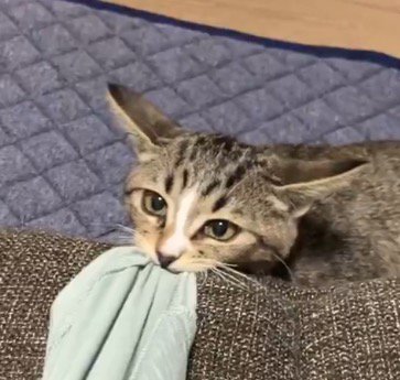 飼い主の服を咥えて飼い主を見つめる猫