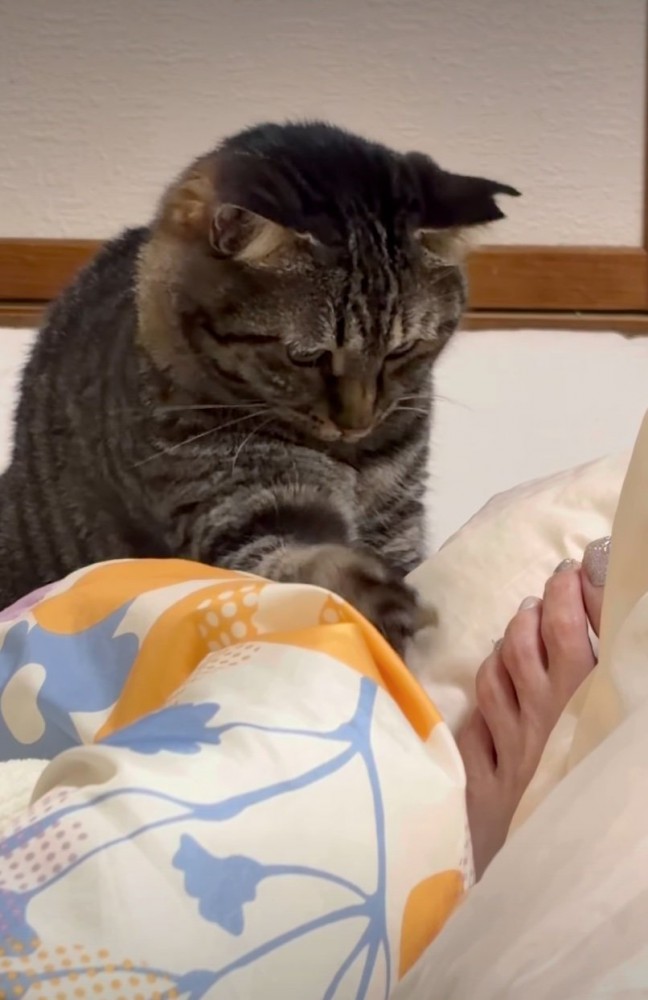 足を見つめる猫