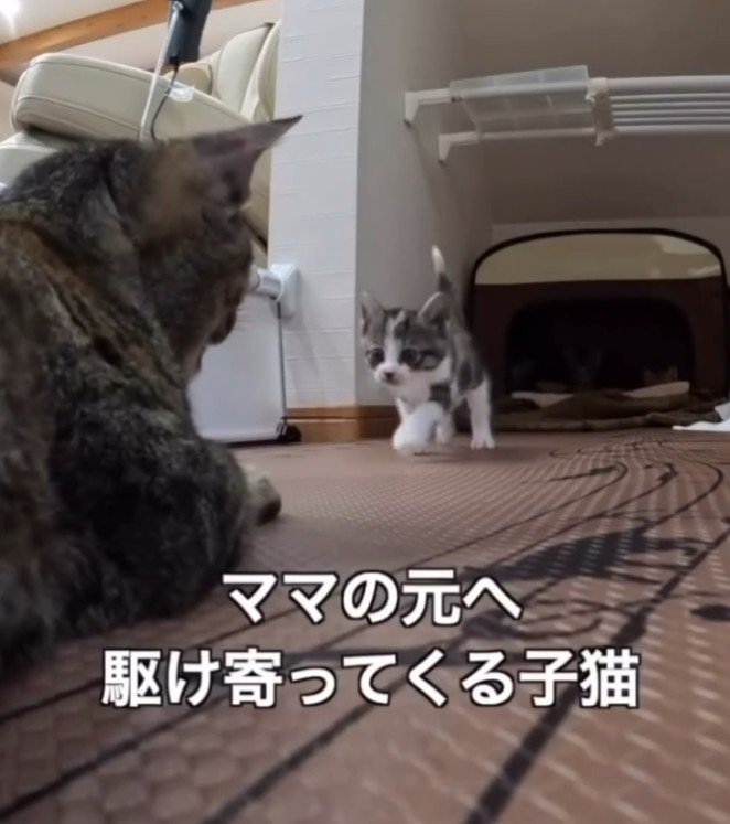 歩み寄る子猫