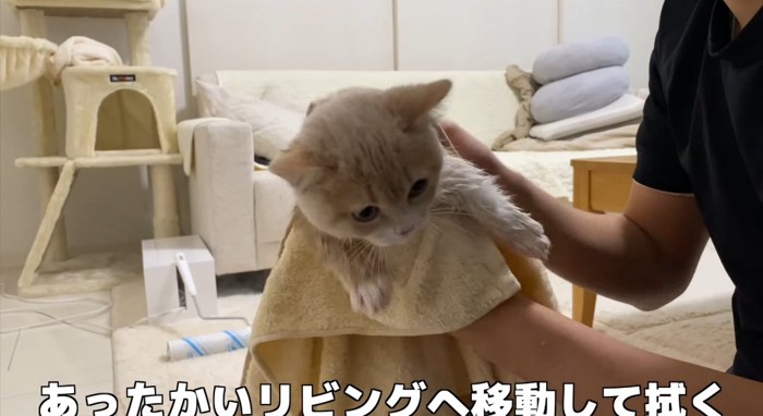 拭かれる猫