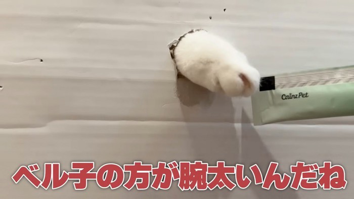おやつの袋を触る猫の前足