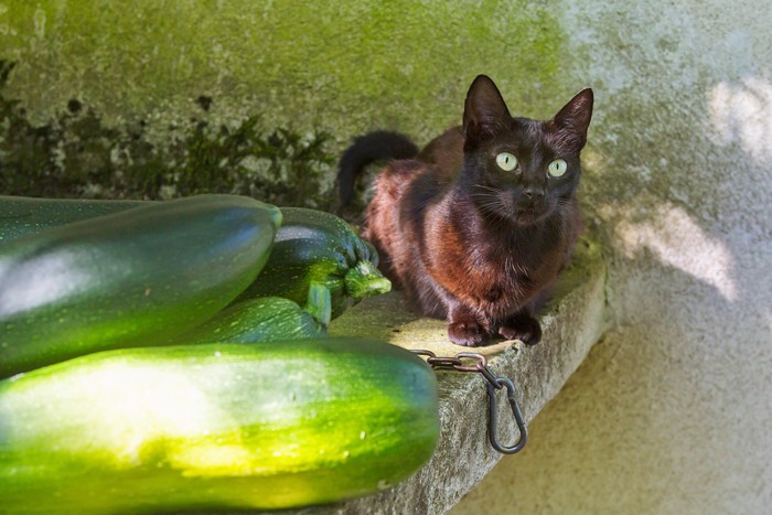 ズッキーニのそばで伏せている猫