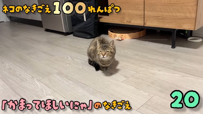 かまってほしいにゃの文字と猫