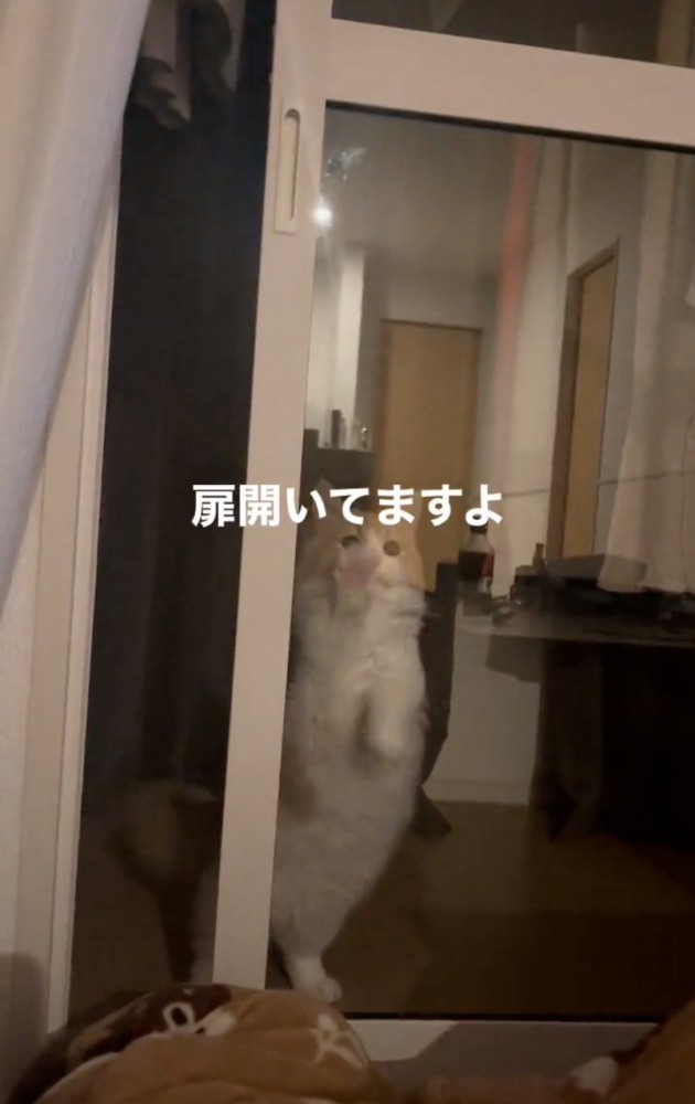 開いている扉と猫