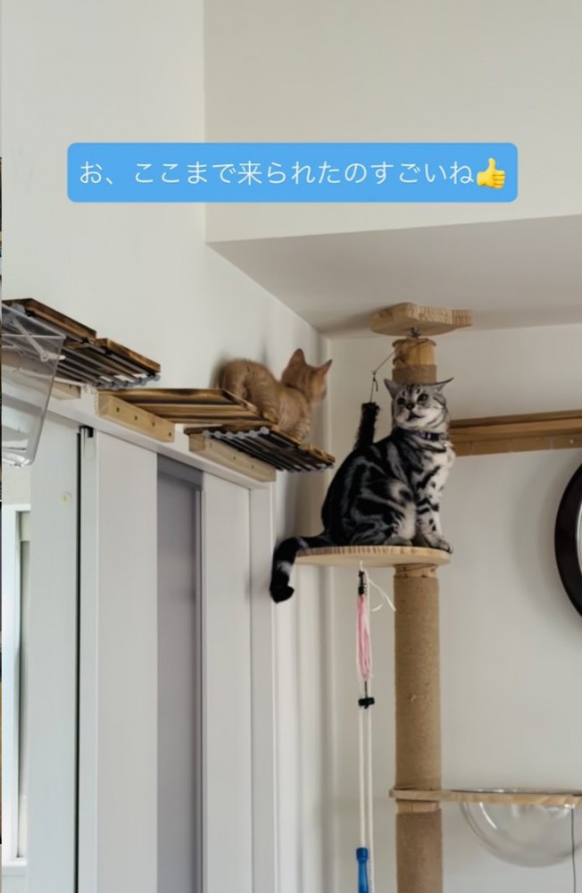 キャットウォークの上のアメリカンショートヘアと子猫