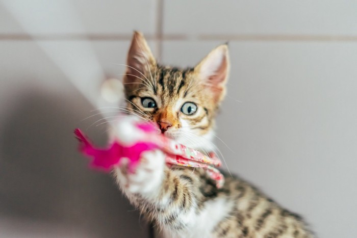 おもちゃで遊ぶ猫