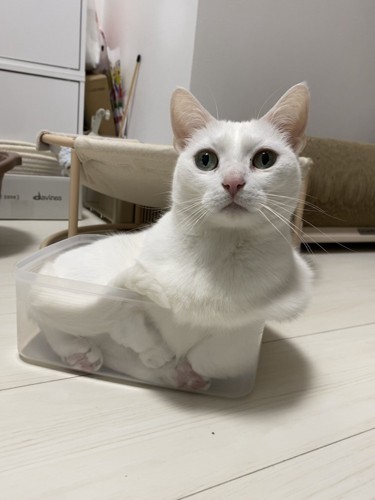 箱に入る猫