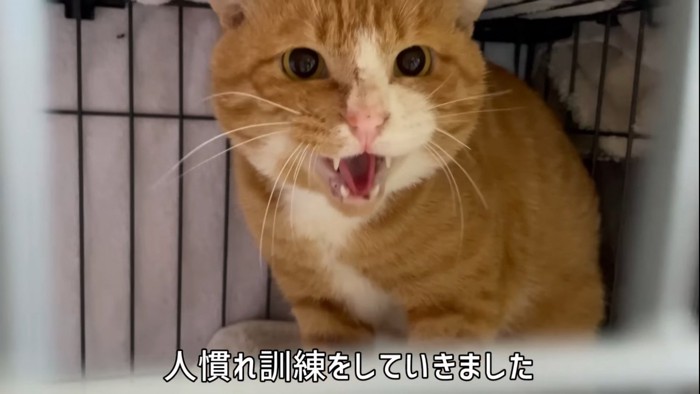 ケージの中から威嚇する猫