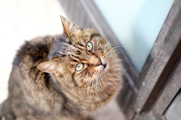 開けてほしく見上げる猫