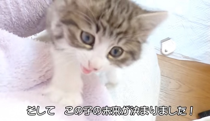 愛らしい保護猫