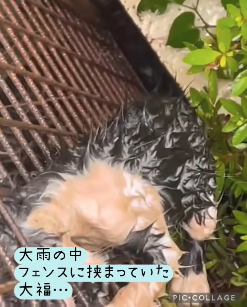 フェンスに挟まった子猫の体