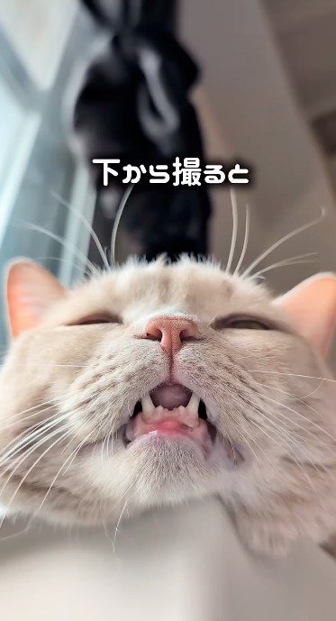 口と目を半開きにしてうたた寝する猫