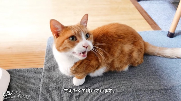 座って見上げて鳴く猫