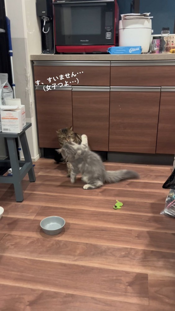 喧嘩している猫さんたち