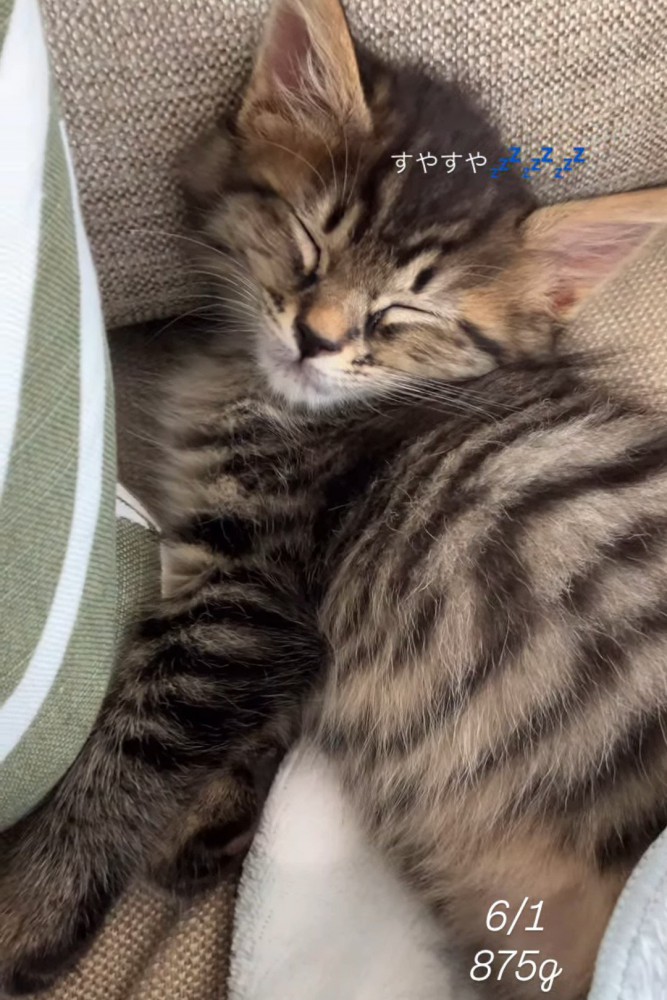 寝ている子猫
