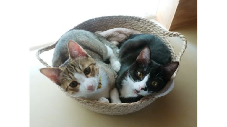 身を寄せ合っている猫たち