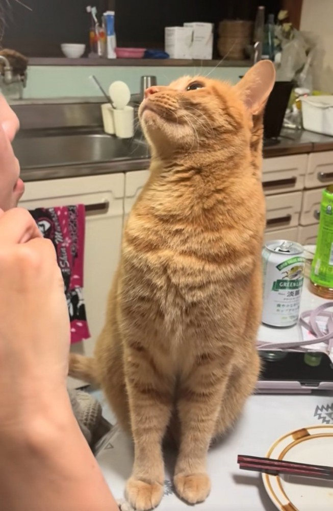 知らんぷりする猫1