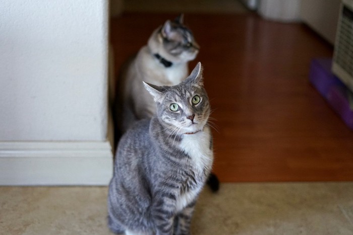 座っている2匹の猫