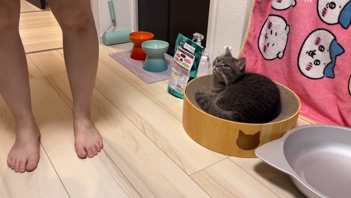 猫ベッド