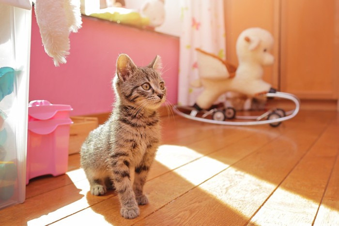 子供部屋にいる子猫