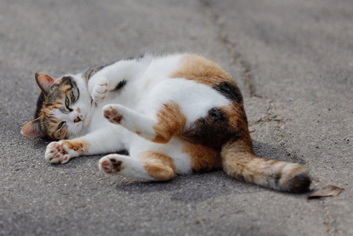 寝転がる三毛猫