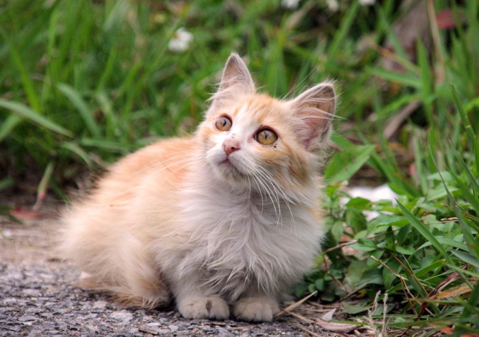 野良の長毛の猫